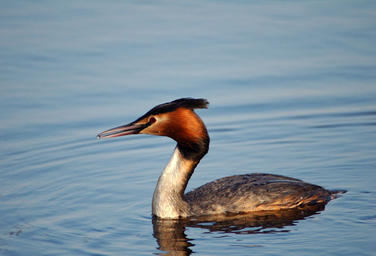 Flevocentrale, Lelystad  –  The grebe as a source of inspiration